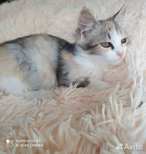 Котенок девочка в добрые руки