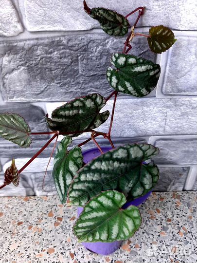 Циссус Дисколор