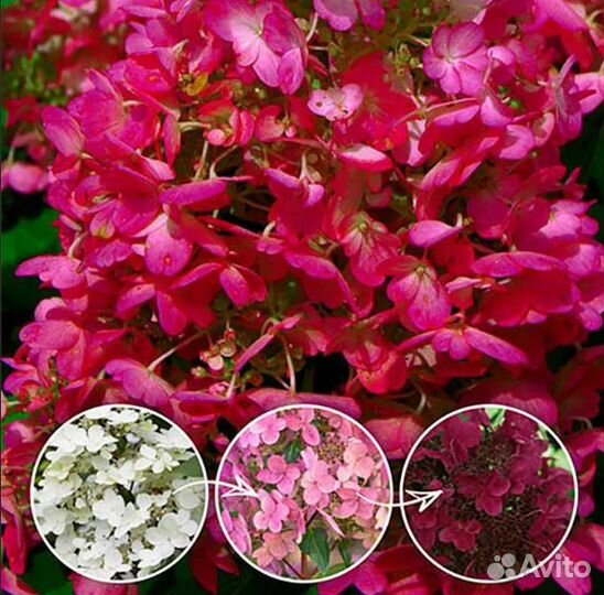 Гортензии метельчатые и крупнолистные