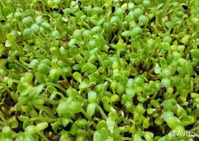 Семена для микрозелени