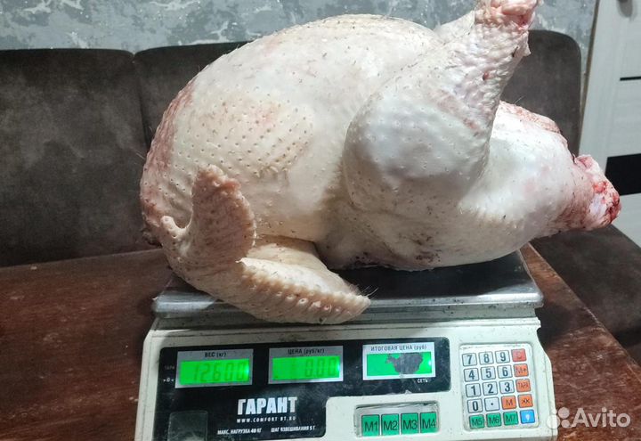 Мясо индейки, мясо домашних кур и бройлера