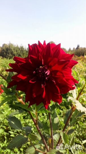 Георгины клубни