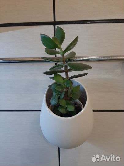 Денежное дерево красула