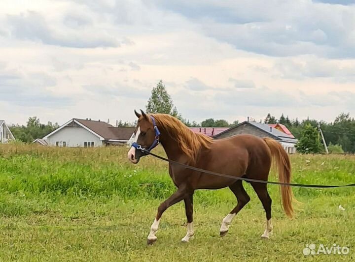 Арабский жеребец 3 года