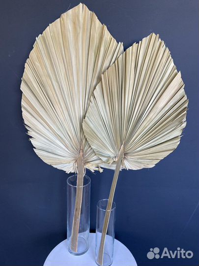 Пики пальм Вашингтонии