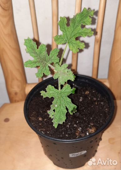 Пеларгония душистая Royal Oak