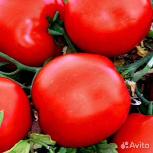 Семена томата Мандур