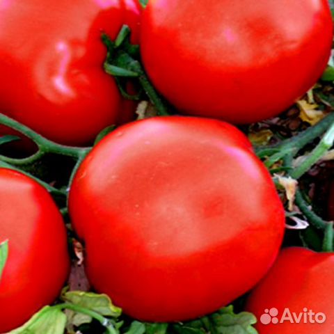 Семена томата Мандур