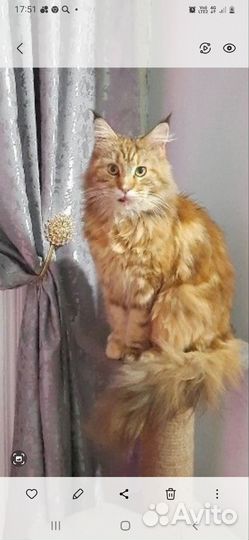 Котята мейн куны