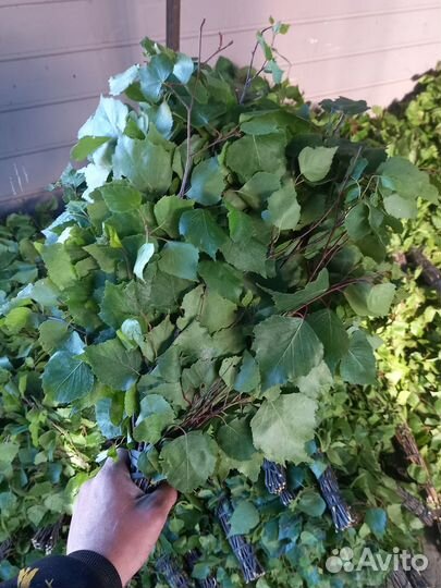 Веники дуб берёза