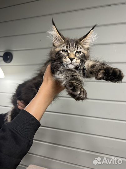 Котята мейн-кун полидакт