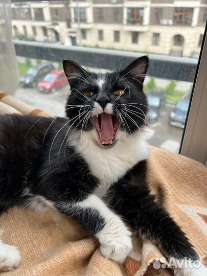 Красивый кот в добрые руки