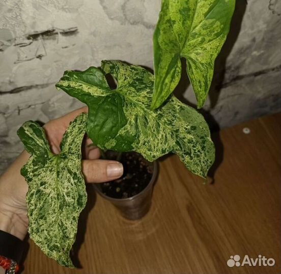 Сингониум моттлед