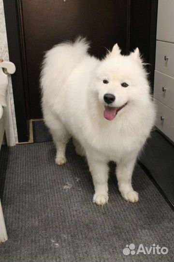 Стрижка собак и кошек