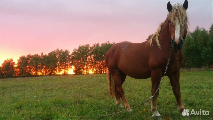 Кобыла