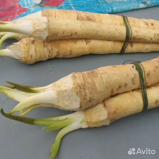 Корень хрена