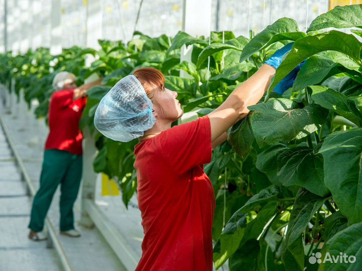 Вахта Разнорабочие в теплицу Мос.обл Электросталь