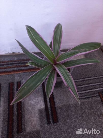 Рэо розовый