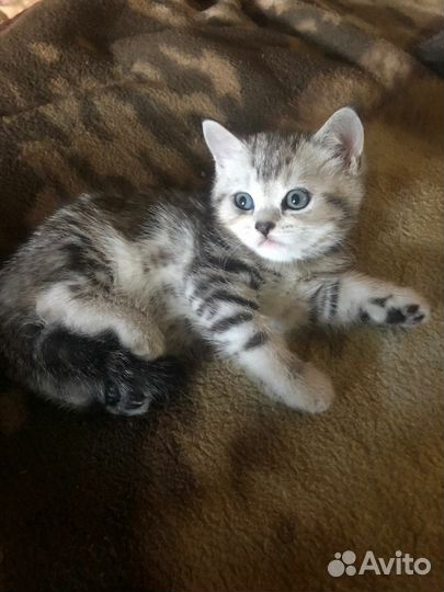 Шотландские котята