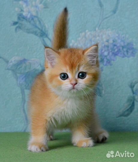 Британские золотые шиншиллы