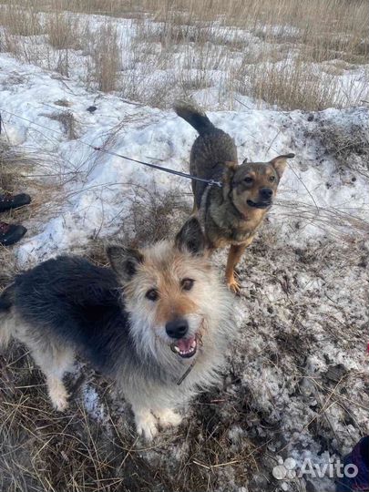 Собака в добрые руки