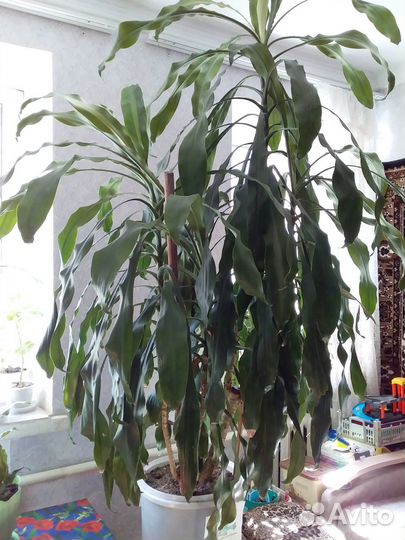 Цветок пальма Драцена 3 метра высотой