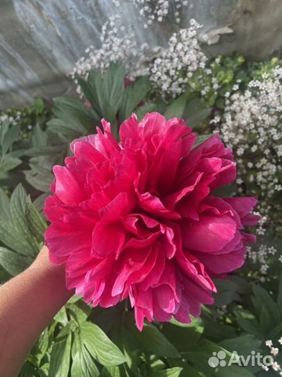 Пионы большими кустами -цветущие