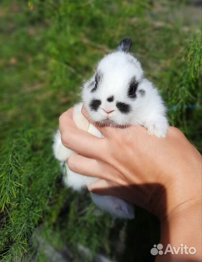 Карликовые крольчата