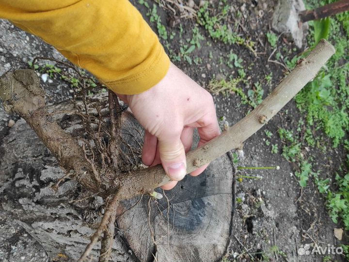 Саженцы павловнии