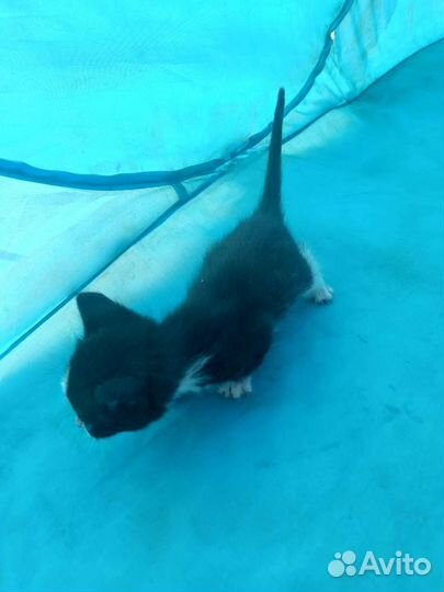 Отдам милых котят