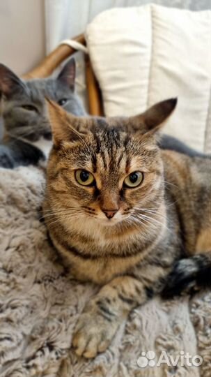 Молодая кошечка