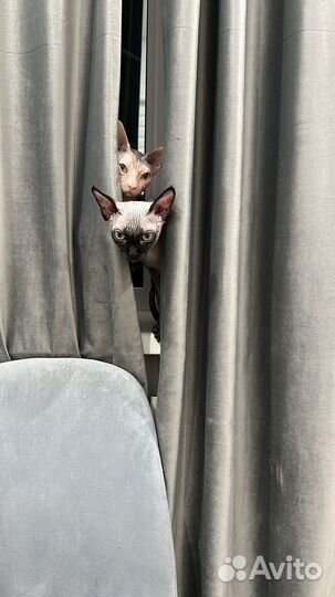 Вязка,мальчик