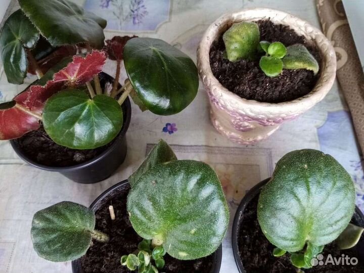 Бегония, узамбарская фиалка