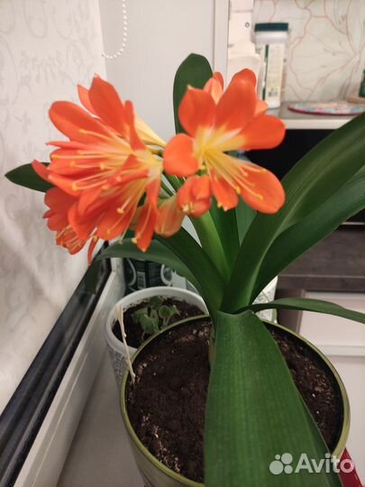 Комнатные цветы кливия