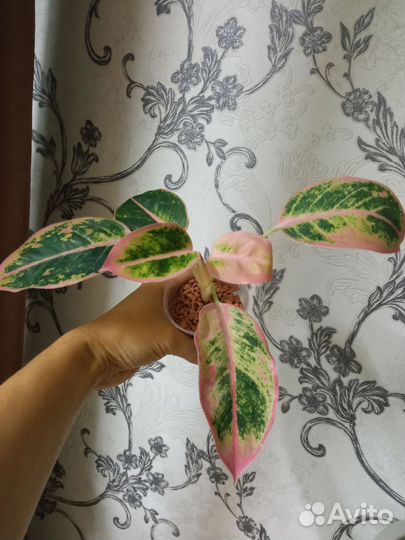 Аглаонемы взрослые шикарные кусты