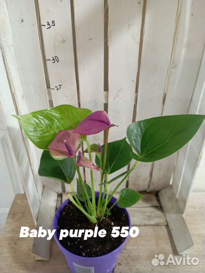 Комнатные цветы растение Антуриум Бэби пурпл
