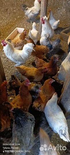 Инкубационное яйцо