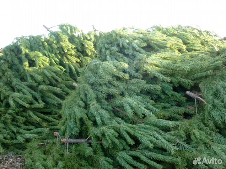 Сосна оптом