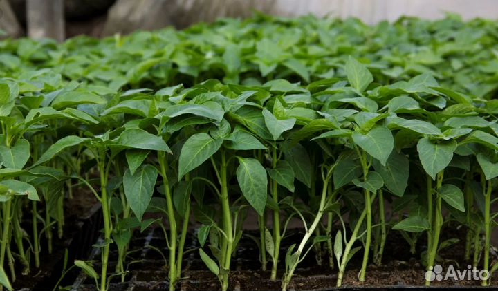 Рассада помидор и перцев