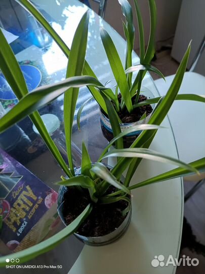 Хлорофитум кудрявый