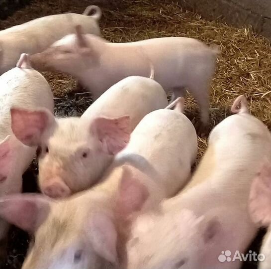 Поросята 2 месяца