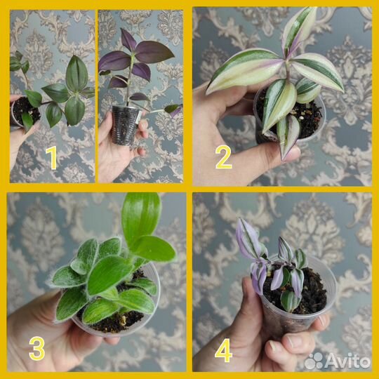 Традесканция, церапегия вуду вар