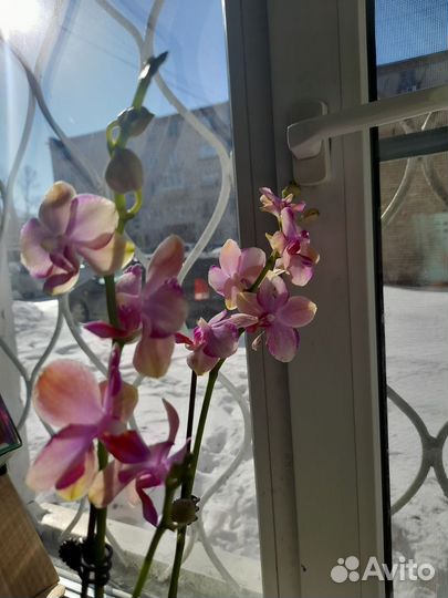 Орхидея фаленопсис
