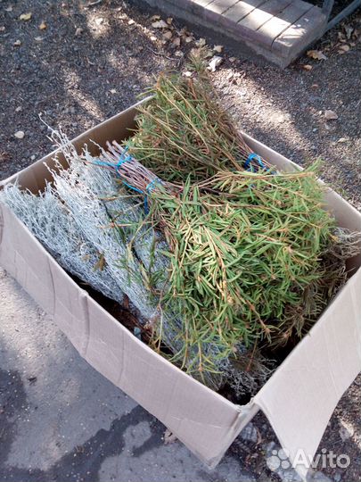 Травы для бани и сауны