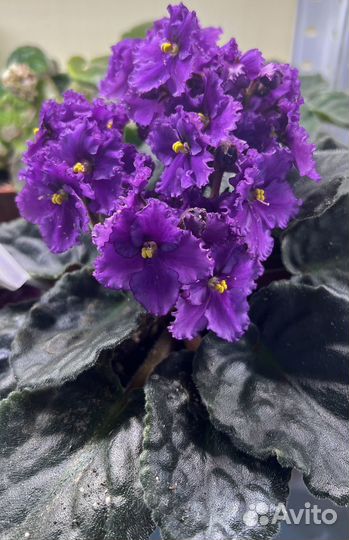 Розы, пеларгония