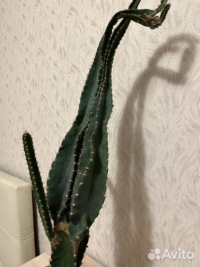Кактус Цереус Флорида