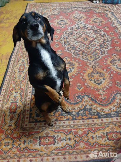 Собака в добрые руки отдам бесплатно