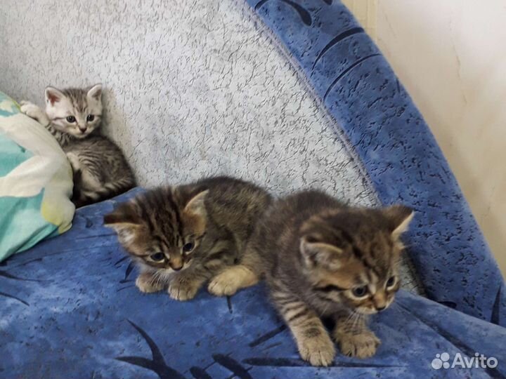 Британские котята