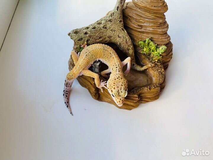 Геккон эублефар