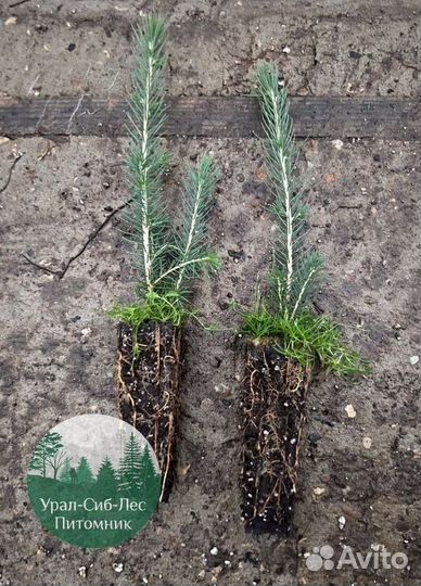 Сеянцы зкс Сосна Ель Лиственница окс Голуб Горн